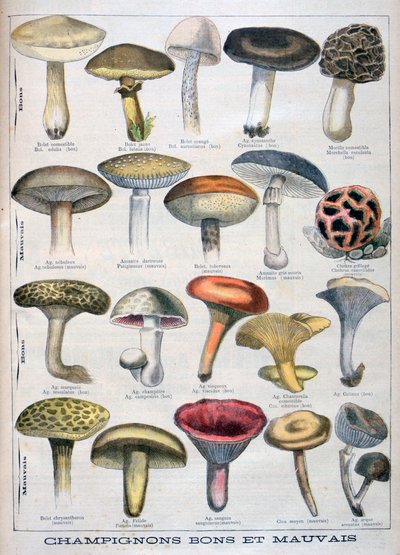 Goede en slechte paddenstoelen, 1896 door Unbekannt