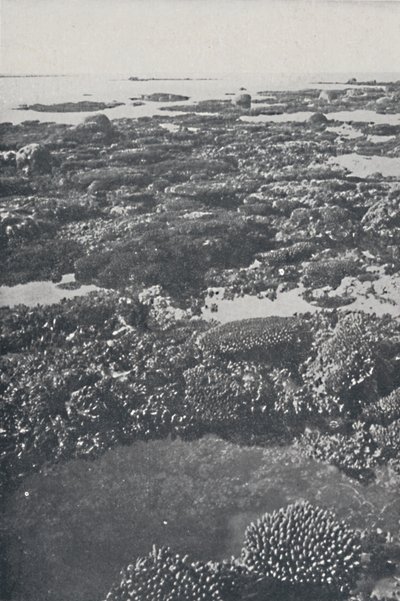 Groot Barrièrerif, 1924 door Unbekannt