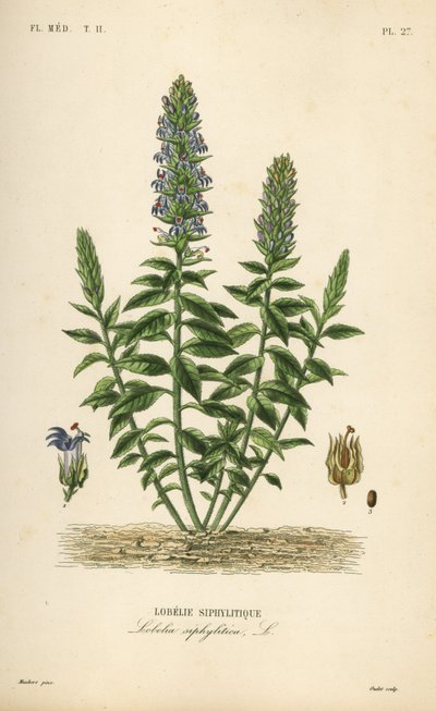 Grote blauwe lobelia, Lobelia siphilitica, Lobelia siphylitica, Lobelie siphylitique door Unbekannt