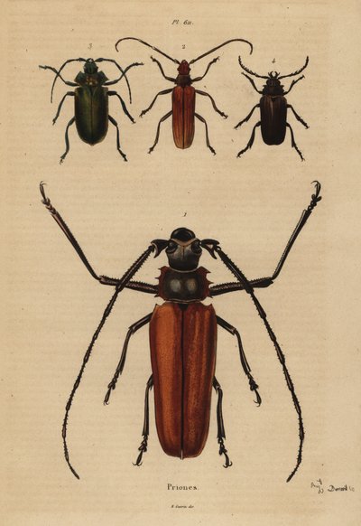 Grote langhoornkever, Enoplocerus armillatus, Aegosoma scabricorne, Pyrodes nitidus en Prionus desmaretii door Unbekannt