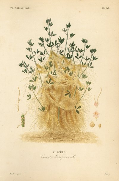 Grote warkruid of Europese warkruid, Cuscuta europaea, cuscute door Unbekannt