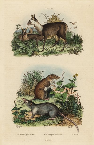 Grote witgetande spitsmuis, Crocidura russula, grijze muskietspitsmuis, Suncus murinus en donkere muskushert, Moschus fuscus, bedreigd door Unbekannt