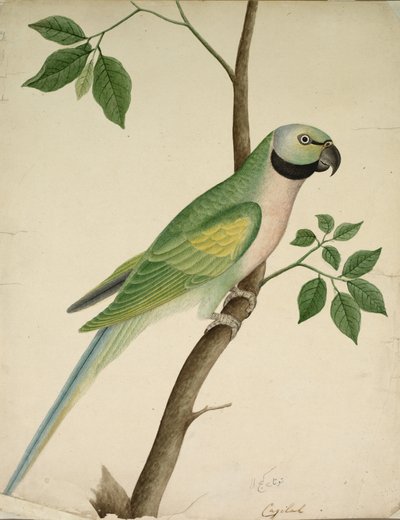 Groene papegaai, c. 1820 door Unbekannt