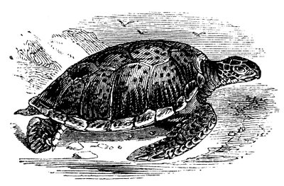 Groene schildpad Chelone mydas, c1890 door Unbekannt