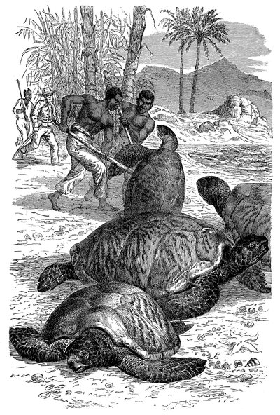 Groene schildpad gevangen door jagers, 1884 door Unbekannt