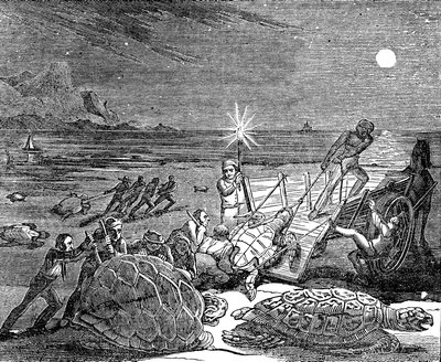 Groene schildpadden en onechte karetschildpadden gevangen aan de kust van Cuba, 1832 door Unbekannt
