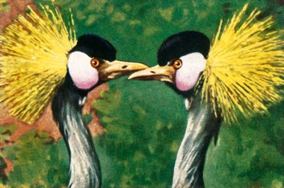 Grijze kroonkraanvogels, ca. 1928 door Unbekannt