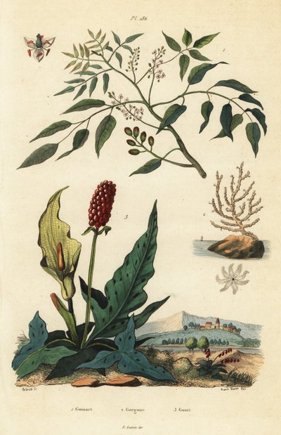 Gumbo-limbo, Bursera simaruba 1, brede zeewaaierskoraal of wrattige gorgoon, Eunicella verrucosa 2, en aronskelk, Arum maculatum 3, Gomart, Gorgone, Gouet door Unbekannt