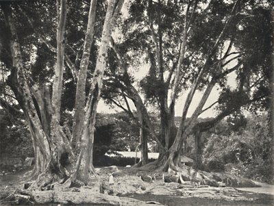 Rubberboom Ficus elastica, 1926 door Unbekannt