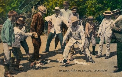 Habana. Rina de Gallos. Hanengevecht, ca. 1900s door Unbekannt