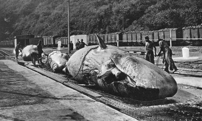 Walvissen hanteren bij de Bluff, Durban, Zuid-Afrika door Unbekannt
