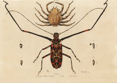 Harlekijnkever, Acrocinus longimanus 1, en Europese spinnenkrab, Maja squinado 2, Macrope (harlekijn van Cayenne), maia, maillots door Unbekannt