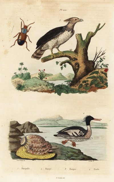 Harpij arend, Harpia harpyja 3, Braziliaanse zaagbek, Mergus octosetaceus, ernstig bedreigd 4, Harpalus kever 1, en harp slak, Harpa major 2. Harpale, harpe, harpie, harle door Unbekannt