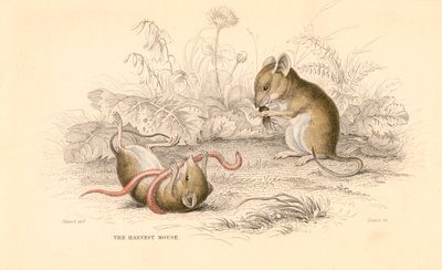 Oogstmuis Micromys minutus van de Oude Wereld, 1828 door Unbekannt