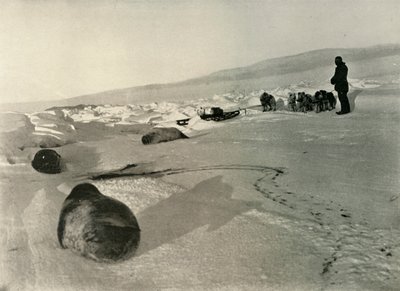 Het slepen van zeehondenvlees voor de winterkwartieren, ca. 1908, 1909 door Unbekannt