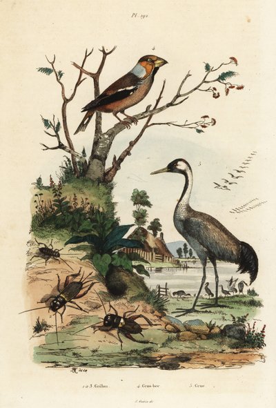 Appelvink, Coccothraustes coccothraustes 2, kraanvogel, Grus grus 3, en krekels, Gryllus campestris 1 door Unbekannt