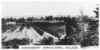 Hawkesbury Agricultural College, New South Wales, Australië, 1928 door Unbekannt