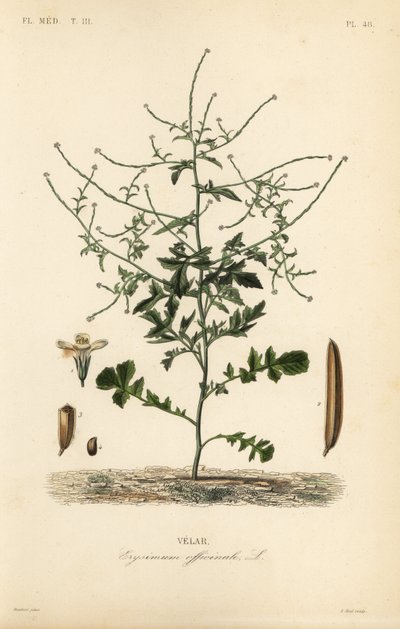 Heggenmosterd, Sisymbrium officinale door Unbekannt