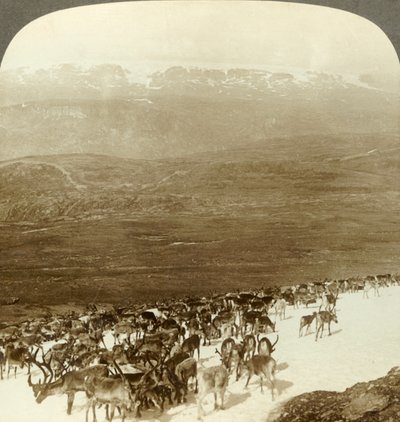Kudde rendieren van de noordelijke wildernis en besneeuwde hoogten van de Hardanger-gletsjer, Noorwegen, ca. 1905 door Unbekannt