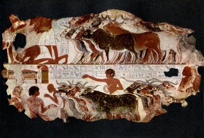 Kuddes vee uit de tijd van de 18e dynastie, Egypte, ca. 1400 v.Chr. 1936 door Unbekannt