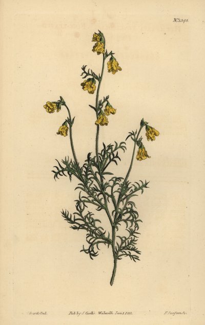Hermannia confusa (Fijnbladige hermannia, Hermannia tenuifolia) door Unbekannt