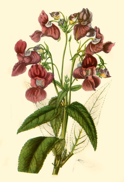Himalaya-balsemien: Impatiens Glandulifera, 1840, 1944 door Unbekannt