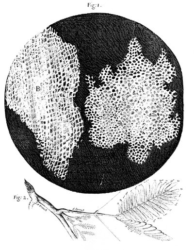 Hookes observaties van de cellulaire structuur van kurk en een takje van de gevoelige plant, 1665 door Unbekannt