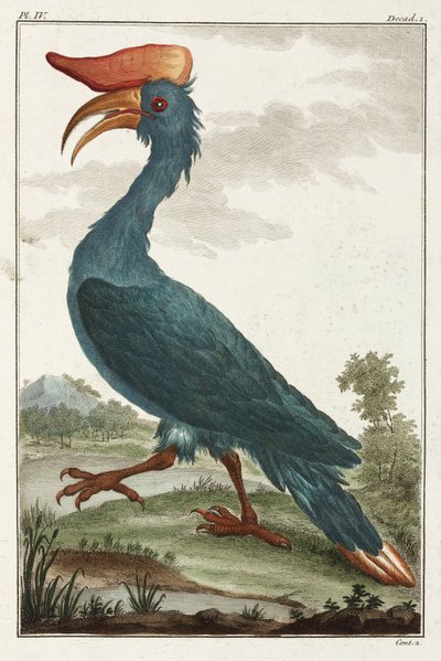 Neushoornvogel door Unbekannt