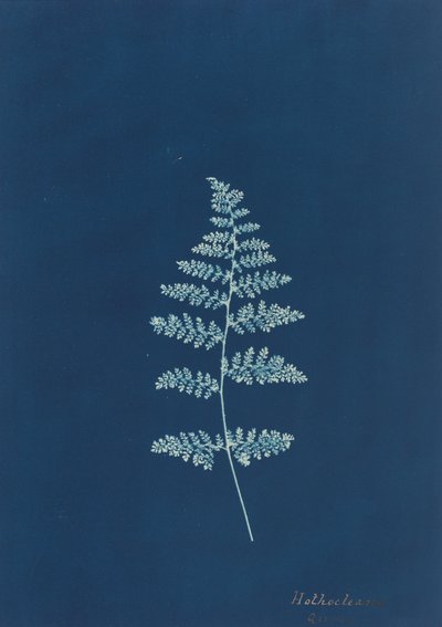 Hothocleana, ca. 1850s door Unbekannt