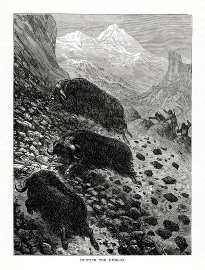 Jacht op de muskusos, 1877 door Unbekannt