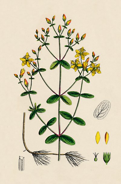 Hypericum Boeticum. Golvendbladig Sint-Janskruid, 19e eeuw door Unbekannt