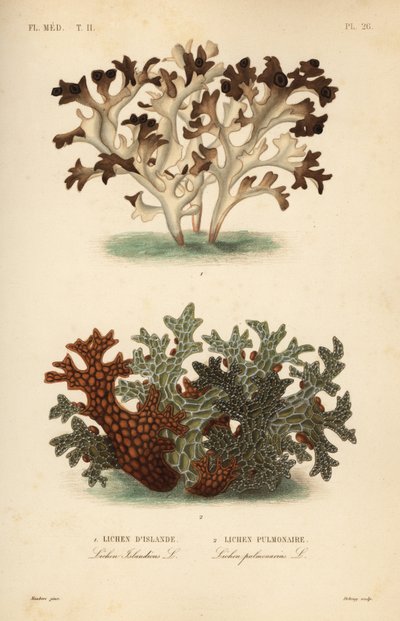 IJslands mos, Cetraria islandica, Lichen d