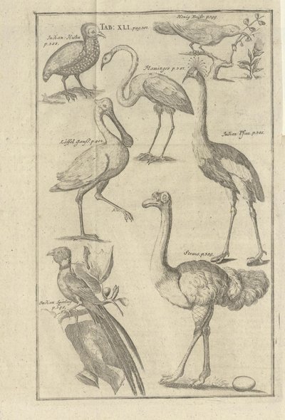 Illustratie uit het boek Beschrijving van de Kaap de Goede Hoop en de daar wonende Hottentotten door Kolb, Peter en uitgegeven door Peter Conrad Monath (de, 1745) door Unbekannt