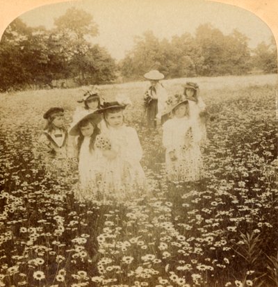 In het madelievenveld: Zoete bloem van de landelijke open plek, 1896 door Unbekannt