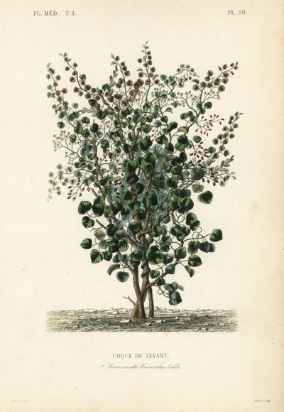 Indische bes, Anamirta cocculus door Unbekannt