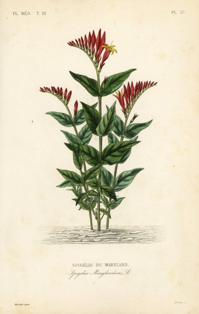 Spigelia van Maryland door Unbekannt