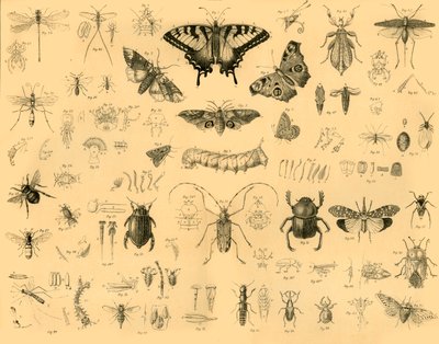 Insecten door Unbekannt