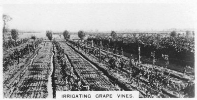Druivenranken irrigeren, Australië, 1928 door Unbekannt