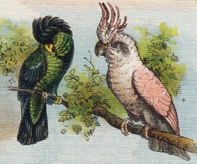 Kakatoes. Gravure in "Alphabet de ma petite fille". Bernardin-Bechet en Fils, boekverkopers-uitgevers, Parijs, rond 1895. Onbreekbaar album op canvas. Bibliotheque des Bebes. 12 pagina