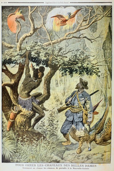 Vogels van het Paradijs Doden, Nieuw-Guinea, 1908 door Unbekannt