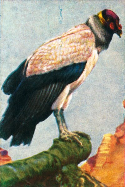 Koningsgier, ca. 1928 door Unbekannt
