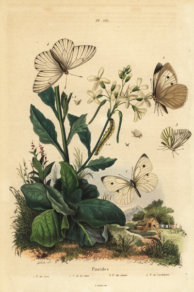Grote witte, Pieris brassicae, kleine witte, Pieris rapae, groenader witte, Pieris napi, en zwartader witte, Aporia crataegi. Pierid vlinders door Unbekannt