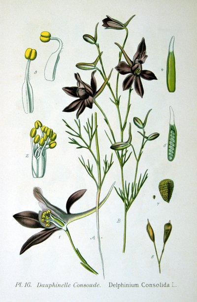 Ridderspoor, 1893 door Unbekannt