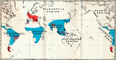 Lemuroidea - IV. Kaart, toont verspreiding van levende blauwe en fossiele rode Anthropoidea, 1897 door Unbekannt