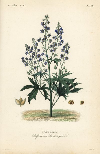 Luizenbestrijder of stavesacre, Delphinium staphisagria, Staphisaigre door Unbekannt
