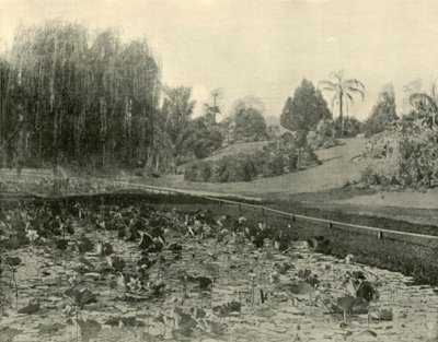 Lelievijver, Brisbane Botanische Tuinen, 1901 door Unbekannt