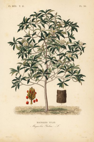 Yulan magnolia door Unbekannt
