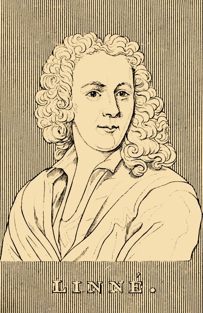 Linne, 1707-1778, 1830 door Unbekannt