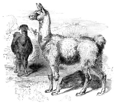 Lama