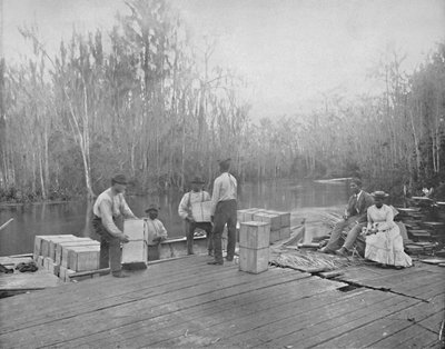 Laden van Sinaasappels aan de Ocklawaha-rivier, Florida door Unbekannt